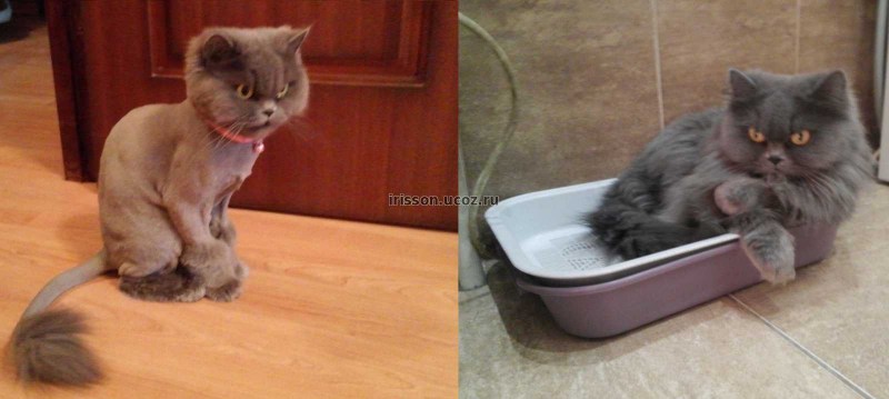 Стрижка британской кошки до и после