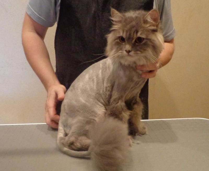Стрижка котов Барнаул