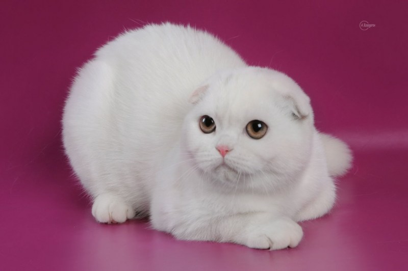 Шотландская вислоухая кошка