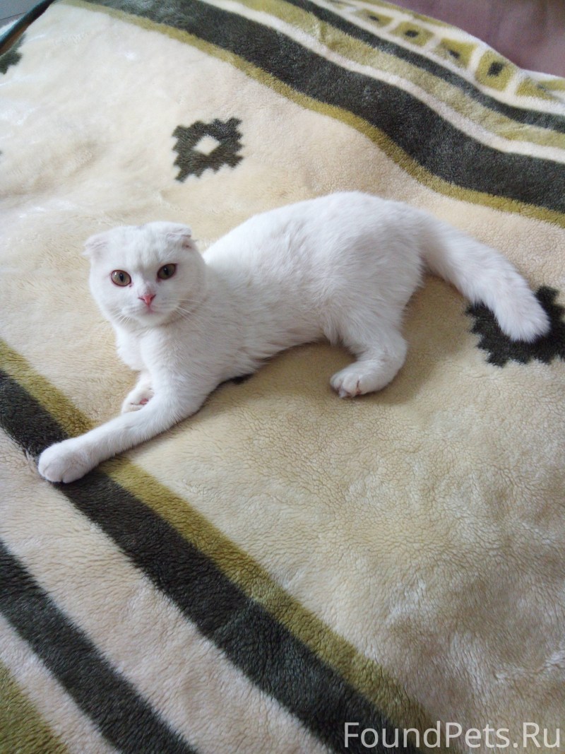 Вислоухий скоттиш фолд белый котенок