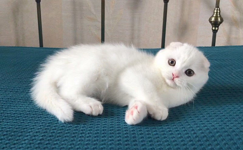 Шотландская вислоухая скоттиш фолд голубоглазый