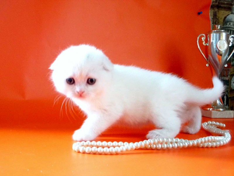 Шотландская вислоухая кошка кошка белая