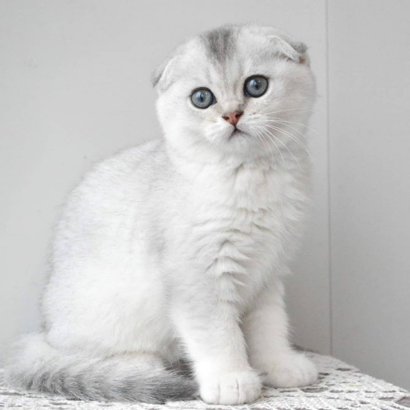 Скоттиш фолд прямоухие