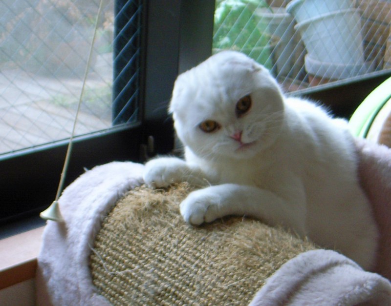 Манчкин котёнок вислоухий белый