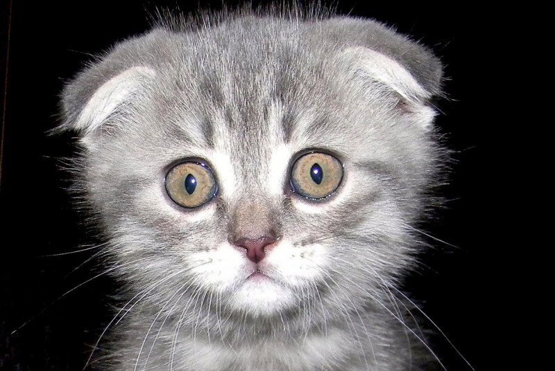 Вислоухие котята косоглазые