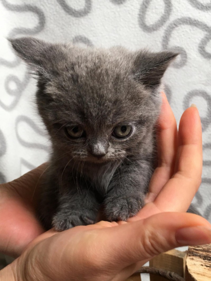 Шотландские котята в г Новочебоксарске