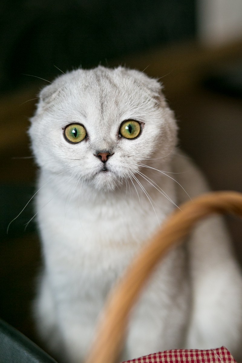 Шотландская мама кошка