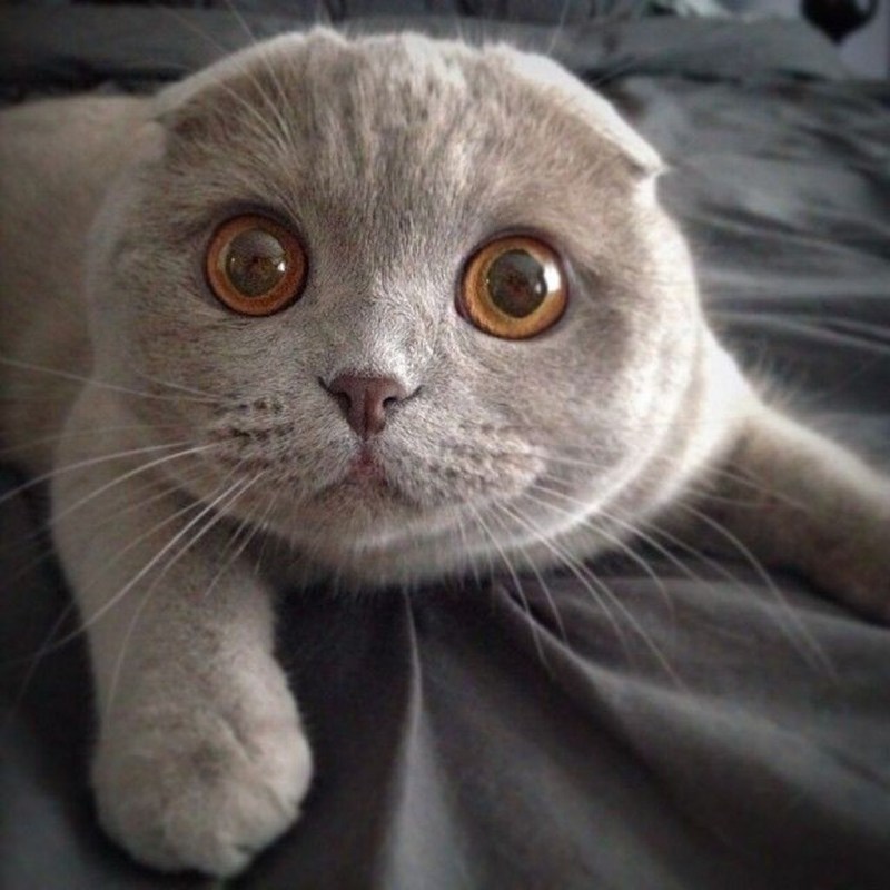 Милые Шотландские вислоухие кошки