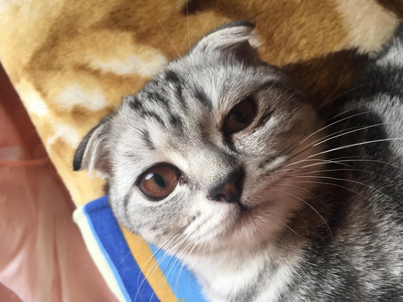 У шотландского котенка слезятся глаза