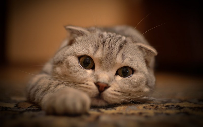 Шотландская вислоухая кошка милая