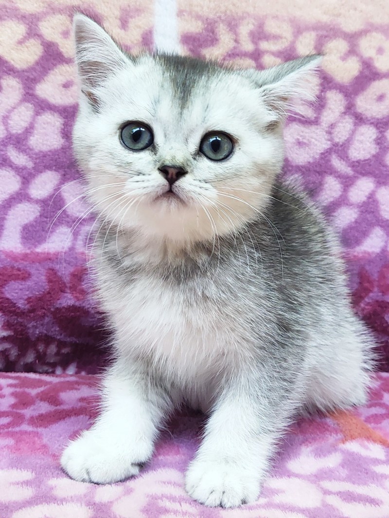 Шотландский вислоухий котёнок белый разноглазый