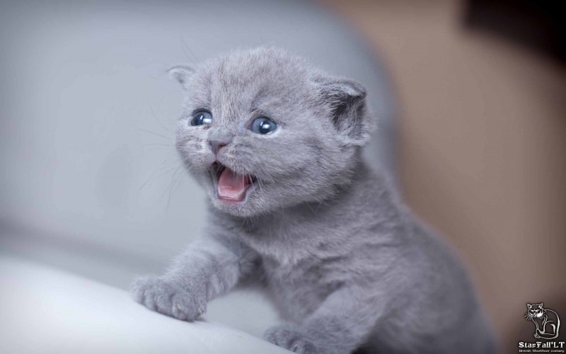 Котята скоттиш фолд Владимир