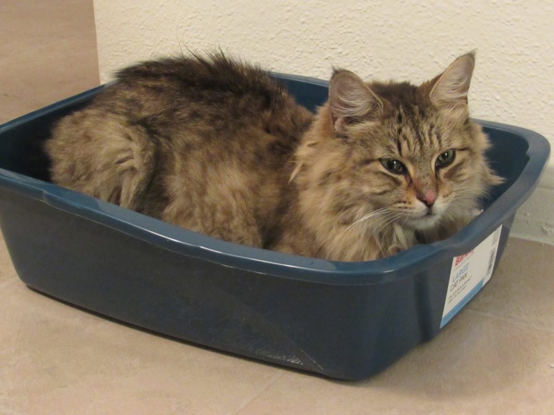 Кошачий лоток грязный