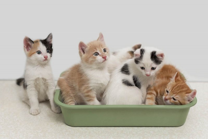 Лоток для кота