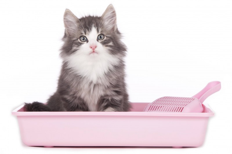 Лоток для котят