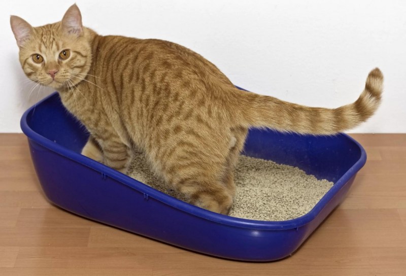 Лоток для кошек