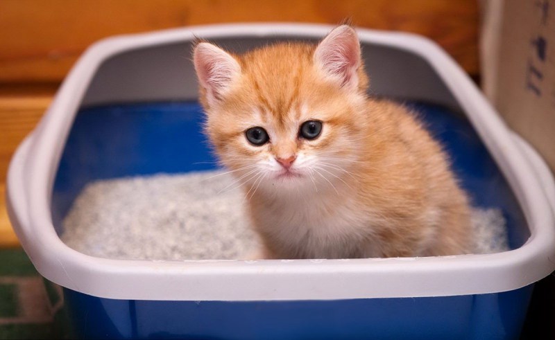 Приучить котенка к лотку