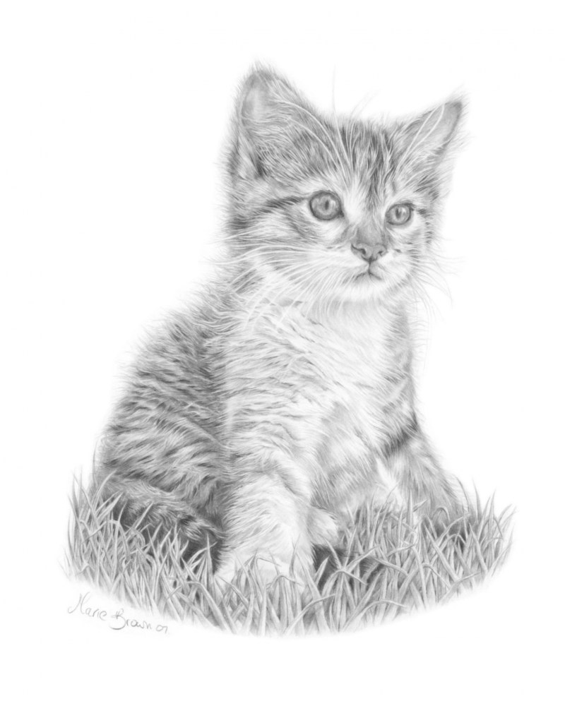 Кошка карандашом