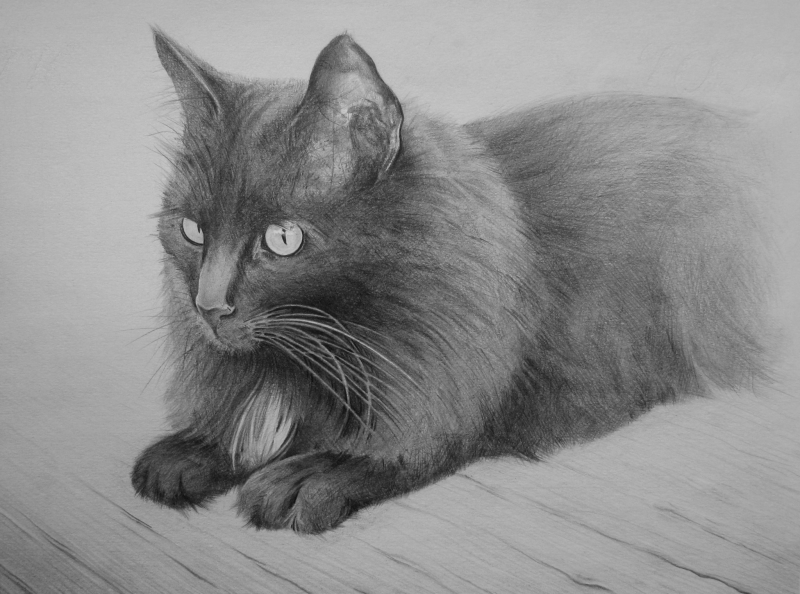 Кошка рисунок