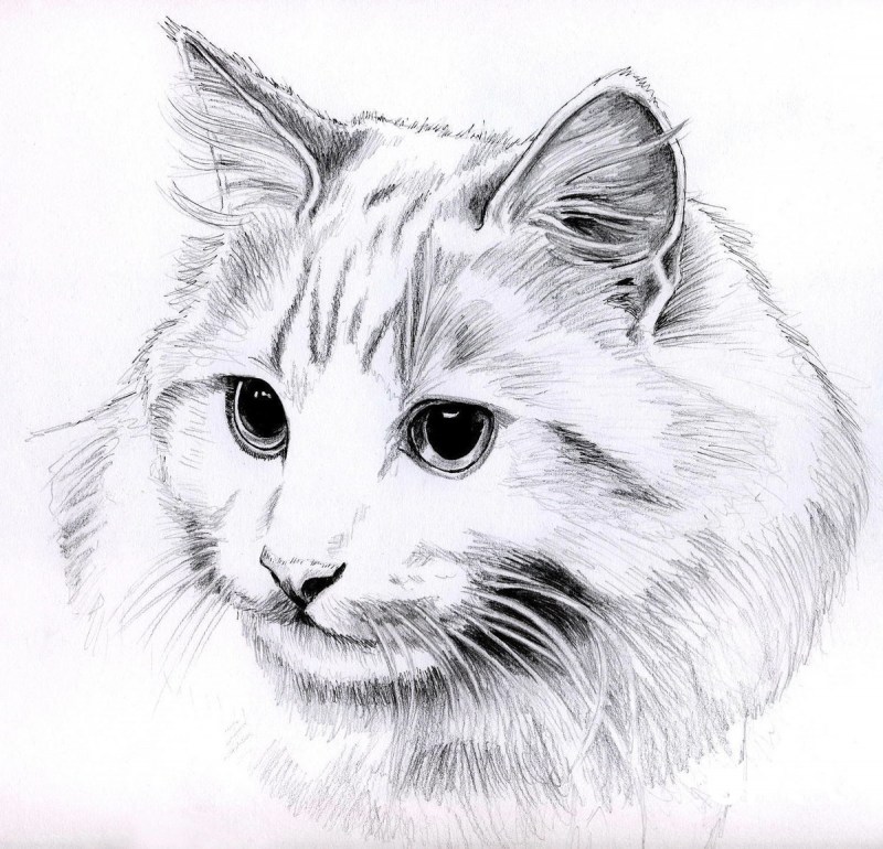 Художник Kellas Campbell
