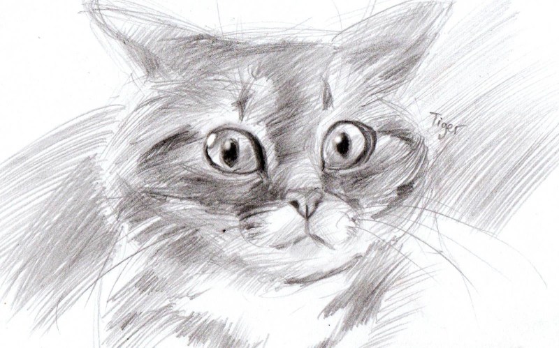 Кошка карандашом