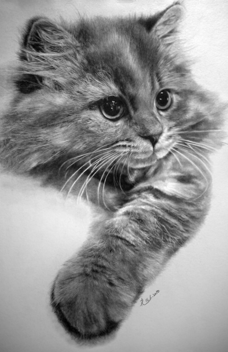 Нарисовать котика карандашом