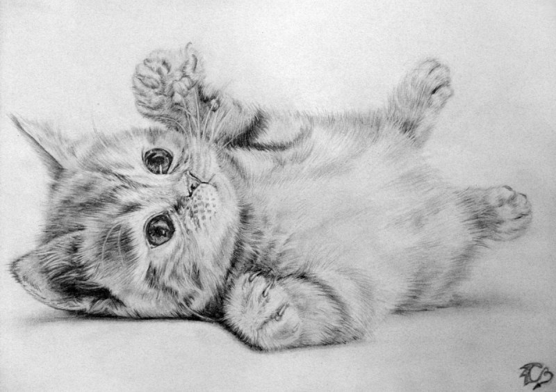 Кошка рисунок карандашом