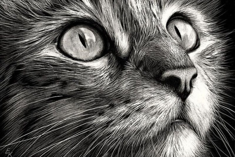 Милые котики рисунки