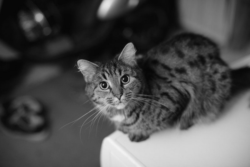 Бомбейская кошка длинношерстная
