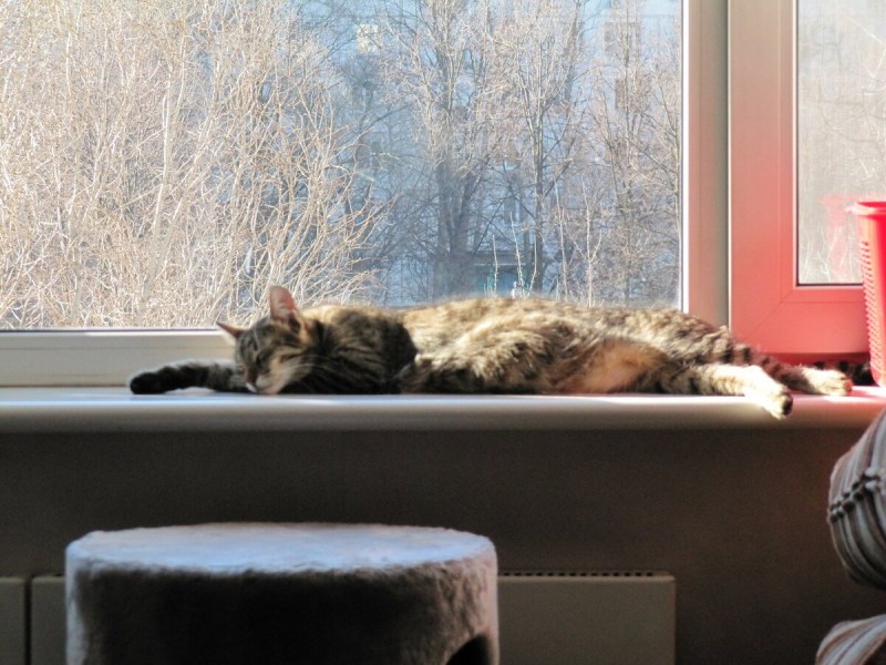 Спящий кот на подоконнике