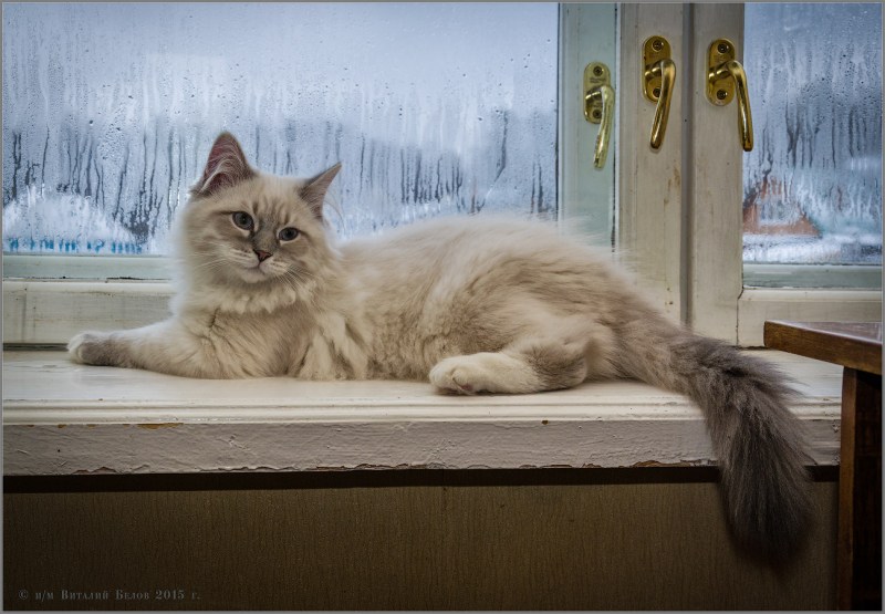 Спящий котик на подоконнике