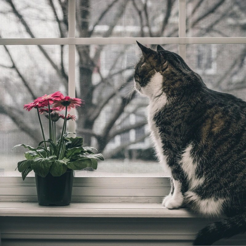 Кошка спит на окне