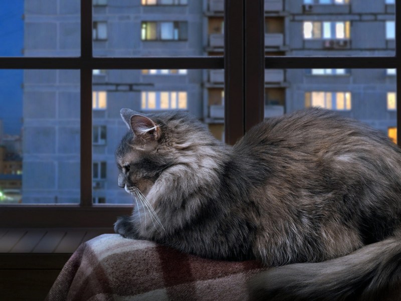 Уютные коты