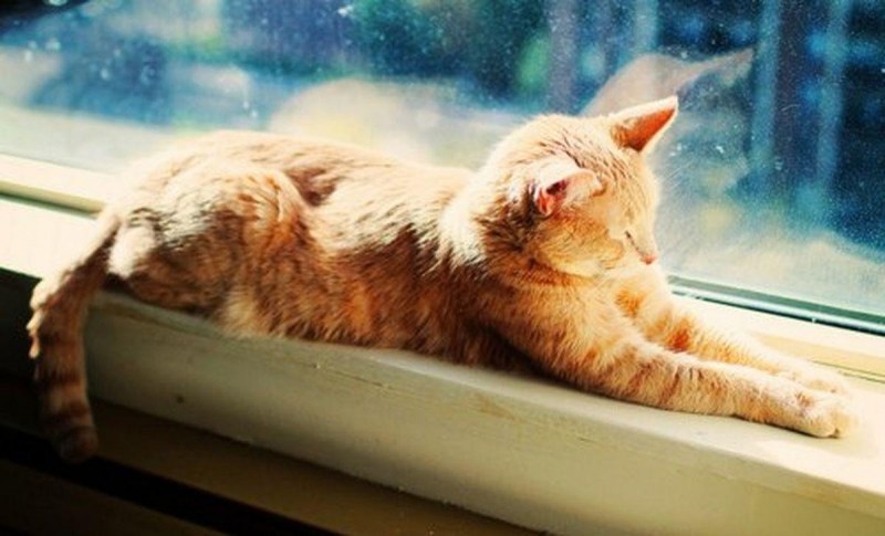 Кот на окне