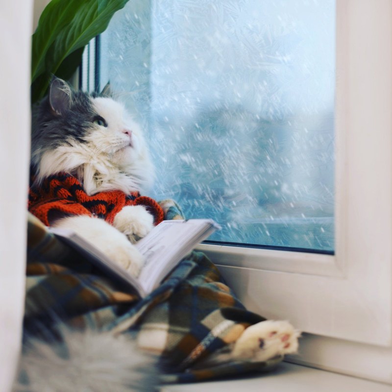 Кот на подоконнике