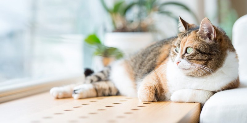 Кот на окне