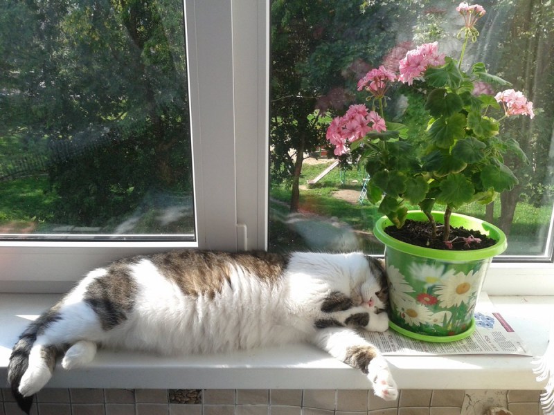 Котик лежит на подоконнике