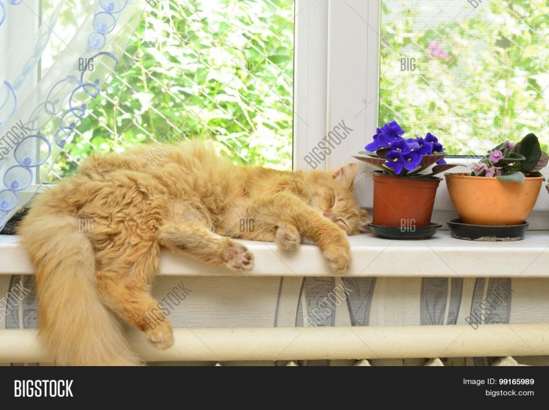Кошки осенью на окне