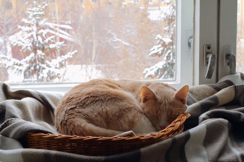 Кот подоконник жалюзи