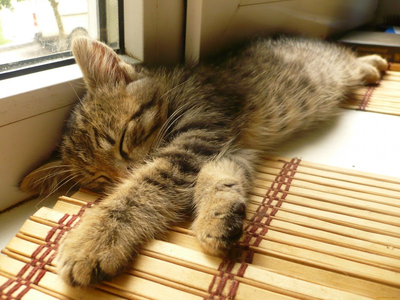 Кошачий уют
