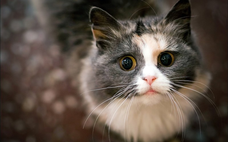 Классные котики