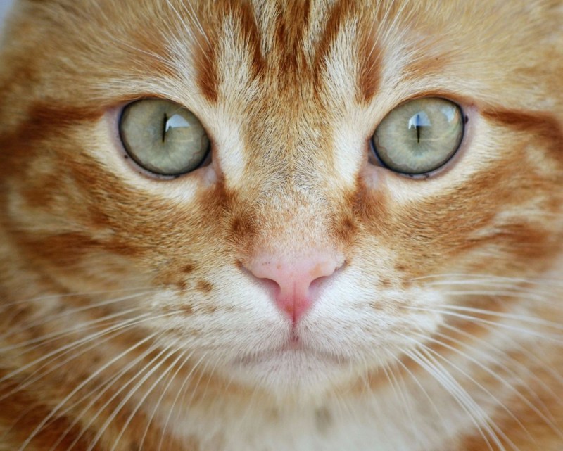 Лицо кота