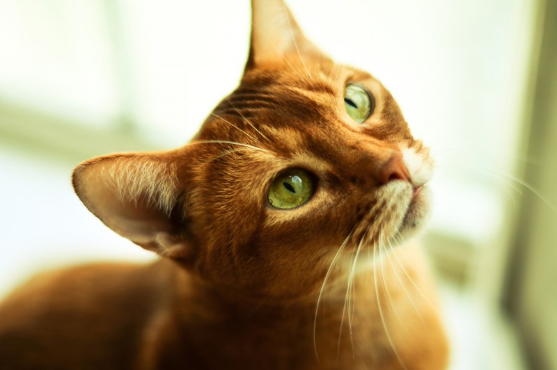 Глаза кошки