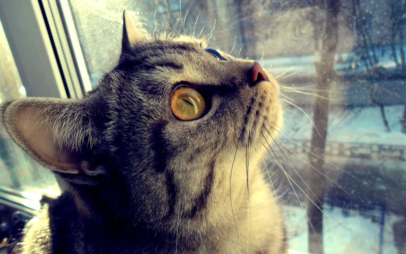 Кот на аву