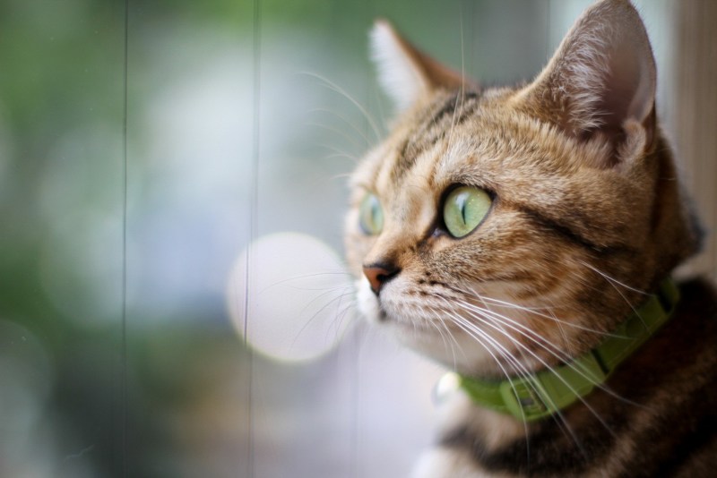 Котик с зелеными глазами