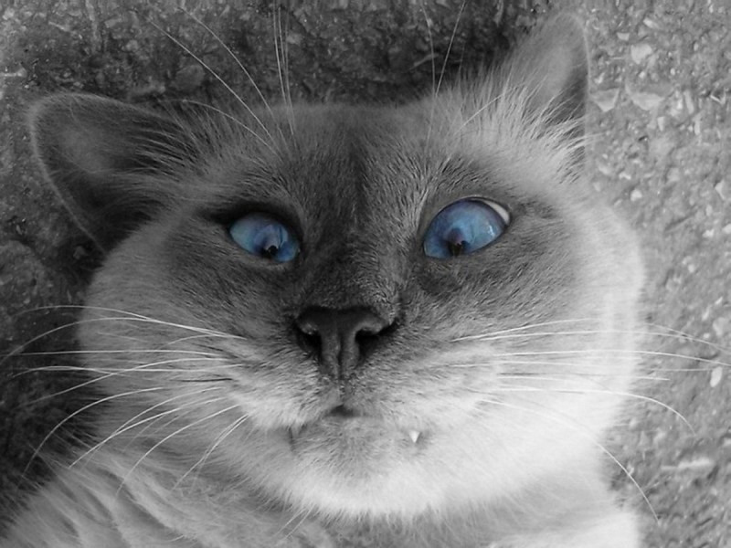 Красивые котики