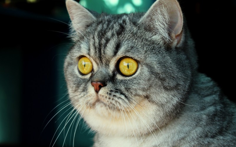 Кот Марсик британец