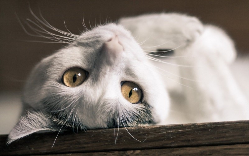 Удивленный рыжий кот