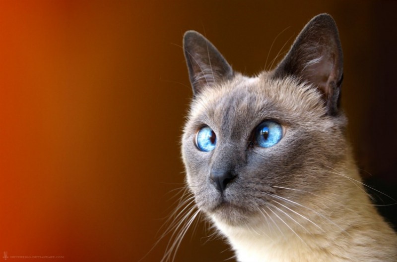 Тайская кошка косоглазие