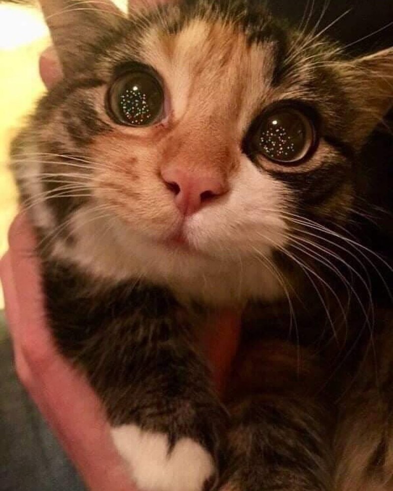 Кот смотрит на верх